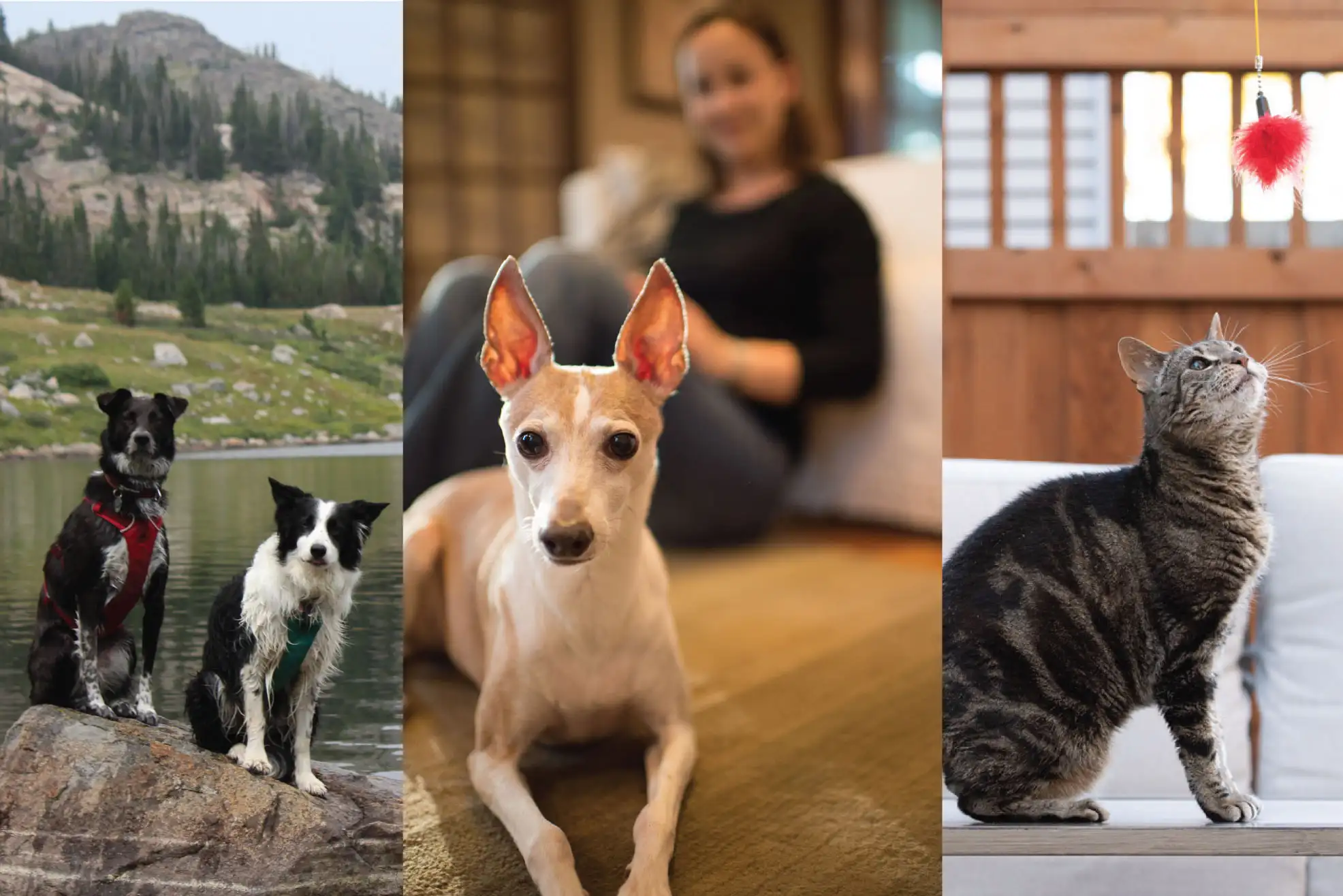 Honoring Their Memory The Benefits of Creating Pet Memorial Spaces in Your Home