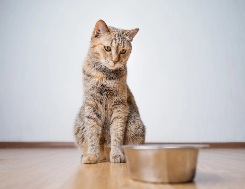 Spotting the Subtle Signs a Feeding Tube Fails in Pets